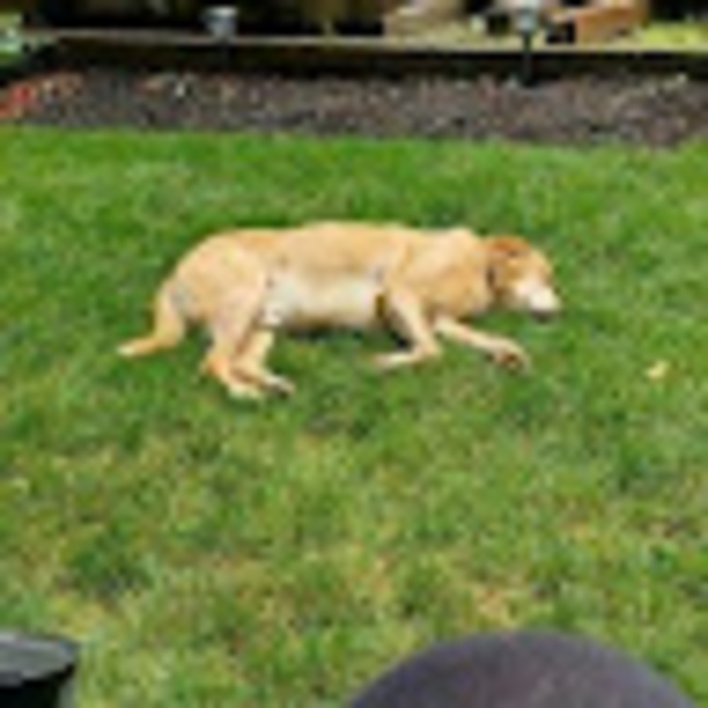 Meet your Posher, Alexis